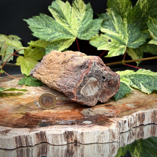 Ancient petrified wood natural tree fossil