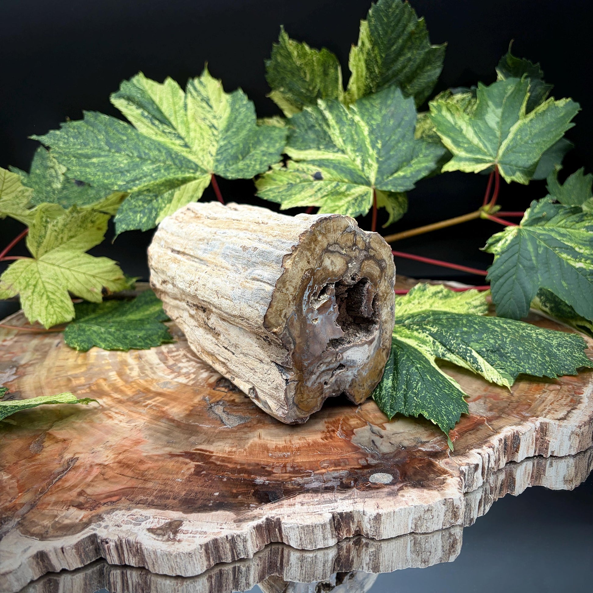 Ancient Madagascar wood fossil display piece