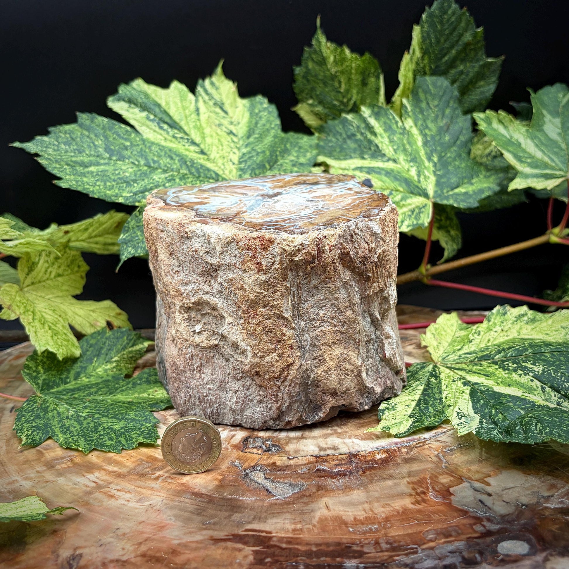 ancient wood fossil displayed as a sculptural object