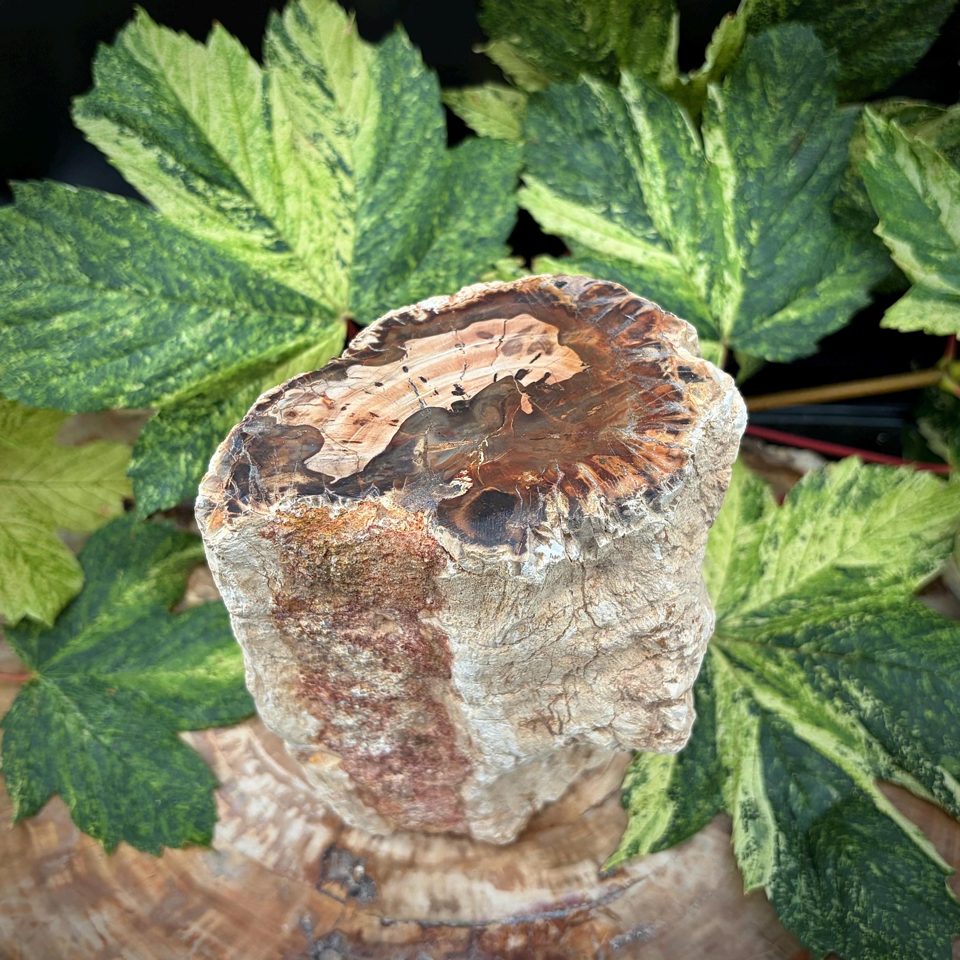 Ancient petrified wood stump for contemporary decor