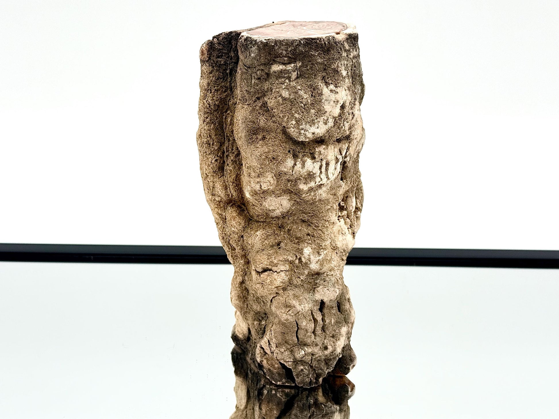 Ancient wood stump fossil collector piece