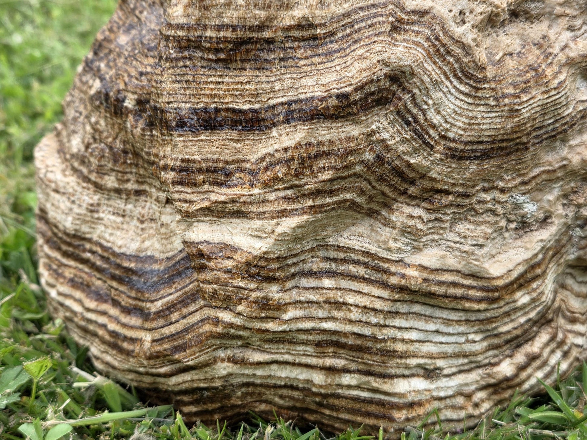 Peruvian aragonite showcasing organic patterns and warm beige-to-rust hues.