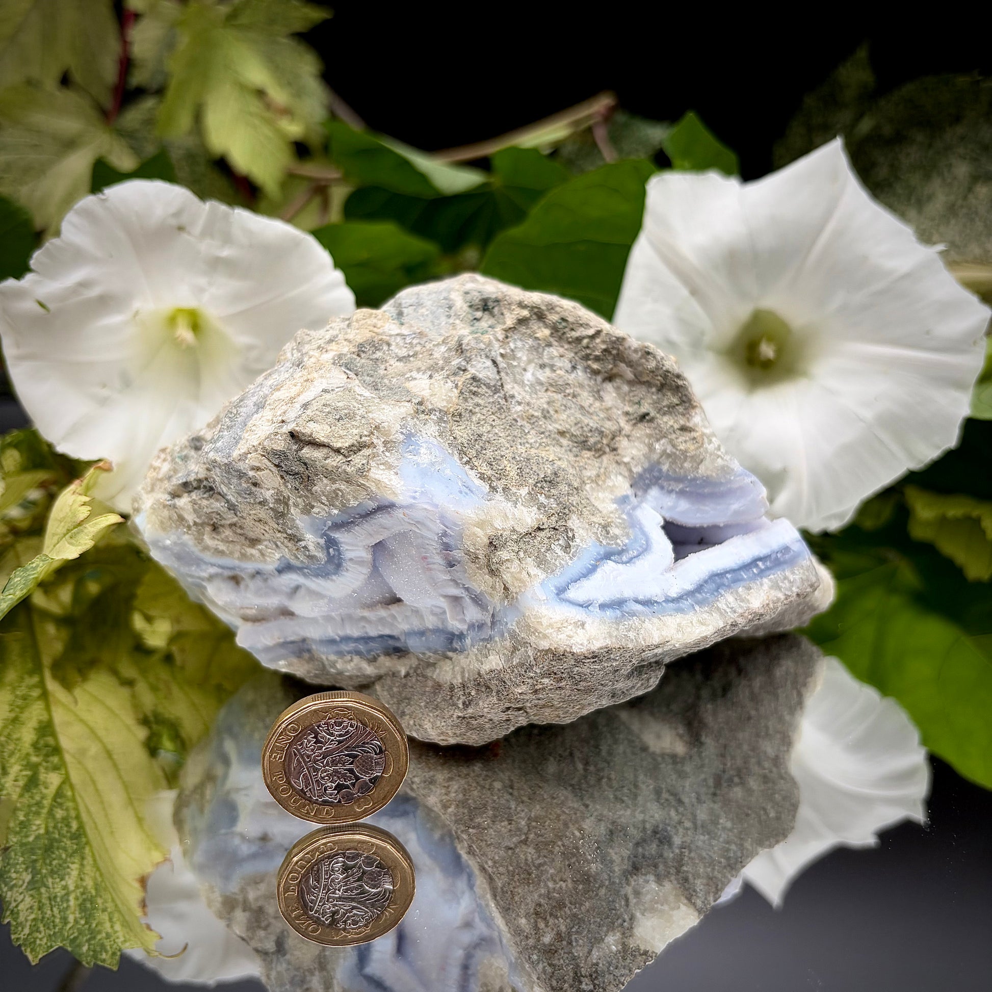 A raw Blue Lace Agate geode crystal standing next to a a British one pound (£1) coin to demonstrate the precise size and scale of the specimen.