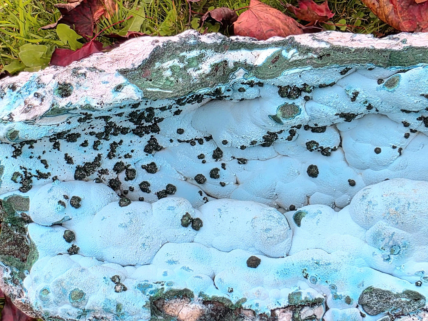Close-up showing copper detail and vibrant Malachite within Chrysocolla matrix.