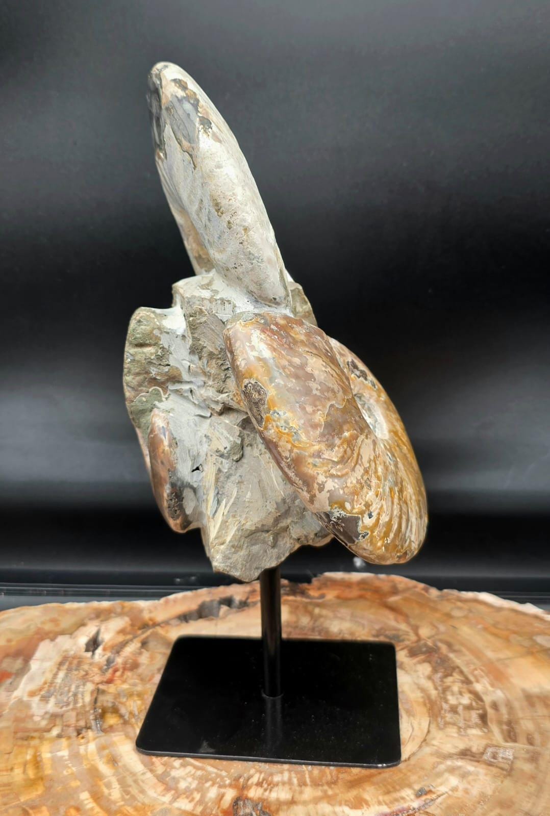 Freestanding ammonite fossil display suitable for home, office or mineral collections.