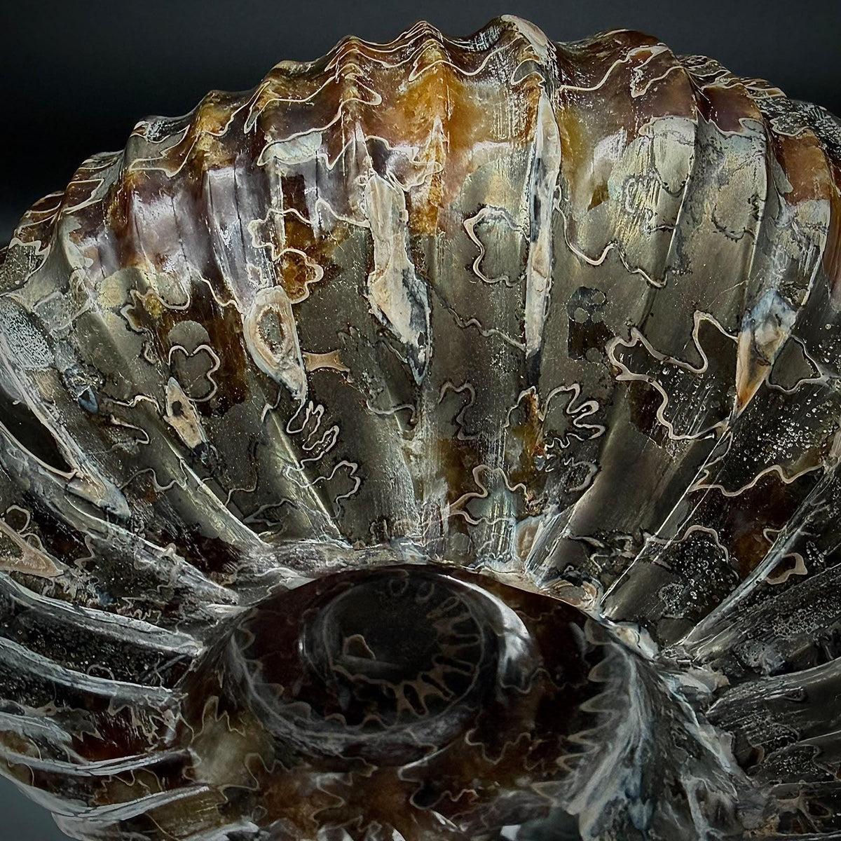 Collector quality Douvilleiceras ammonite fossil from Madagascar with preserved ribbed structure.