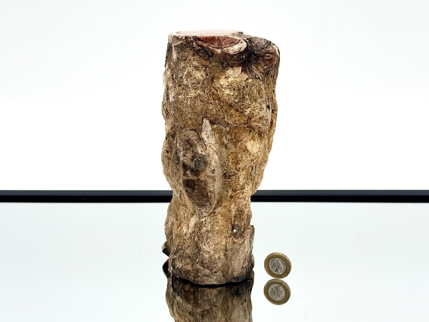 Fossil wood branch for collector cabinet