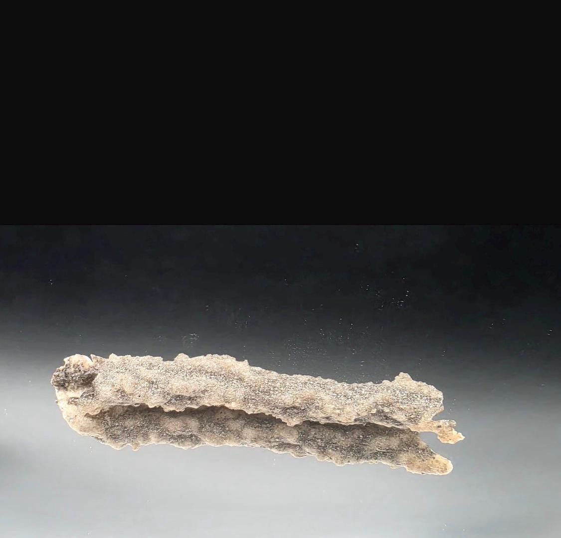 Front view of a natural collector Fulgurite specimen sourced from Algeria.