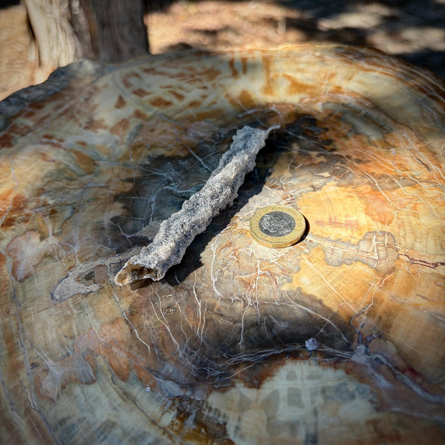 Detailed photograph of the sandy, glass-like surface of a collector Fulgurite.