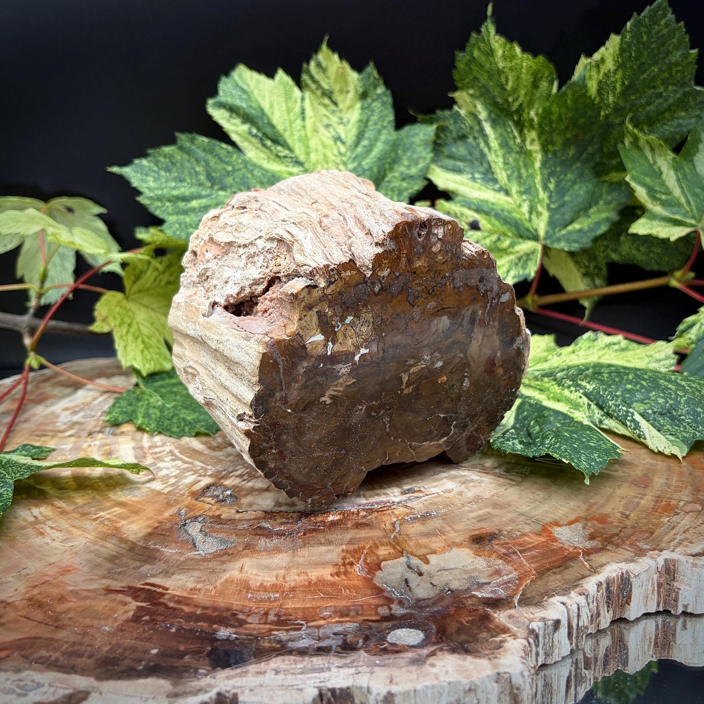 Petrified tree stump collector specimen