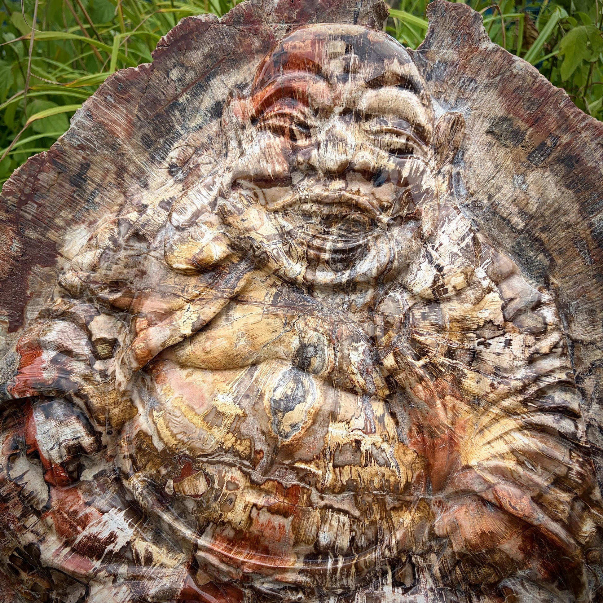 XXL fossil wood Laughing Buddha available from Distinction Crystals