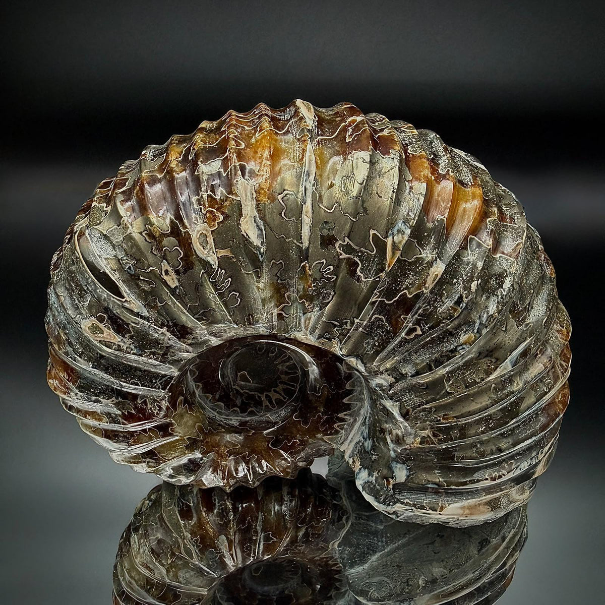 Douvilleiceras ammonite featuring intricate botanical-style natural suture lines.