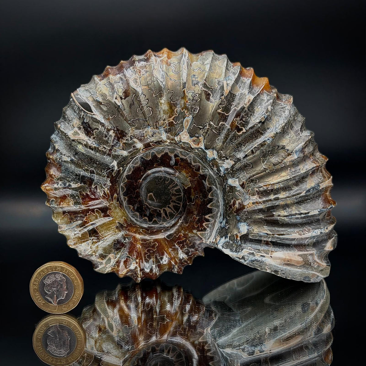 Close-up of intricate lace-like suture patterning on a polished Douvilleiceras ammonite.