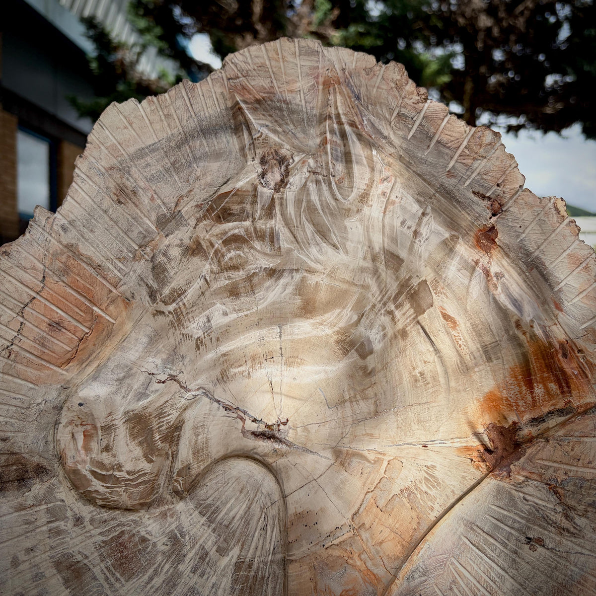 Unique equestrian gift featuring a hand-carved petrified wood horse.