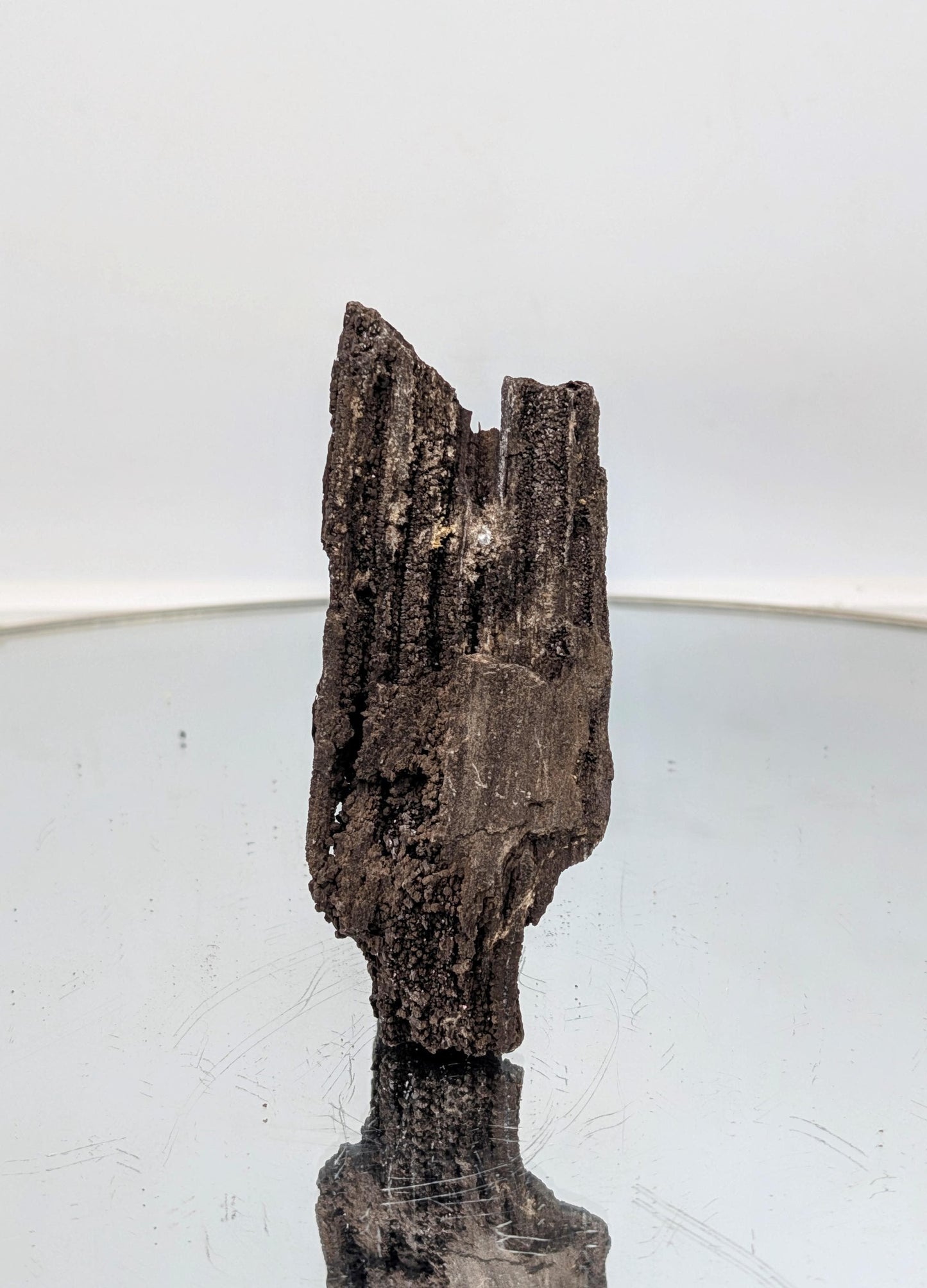 Exclusive petrified wood fossil covered in quartz druzy, a rare collector’s item.