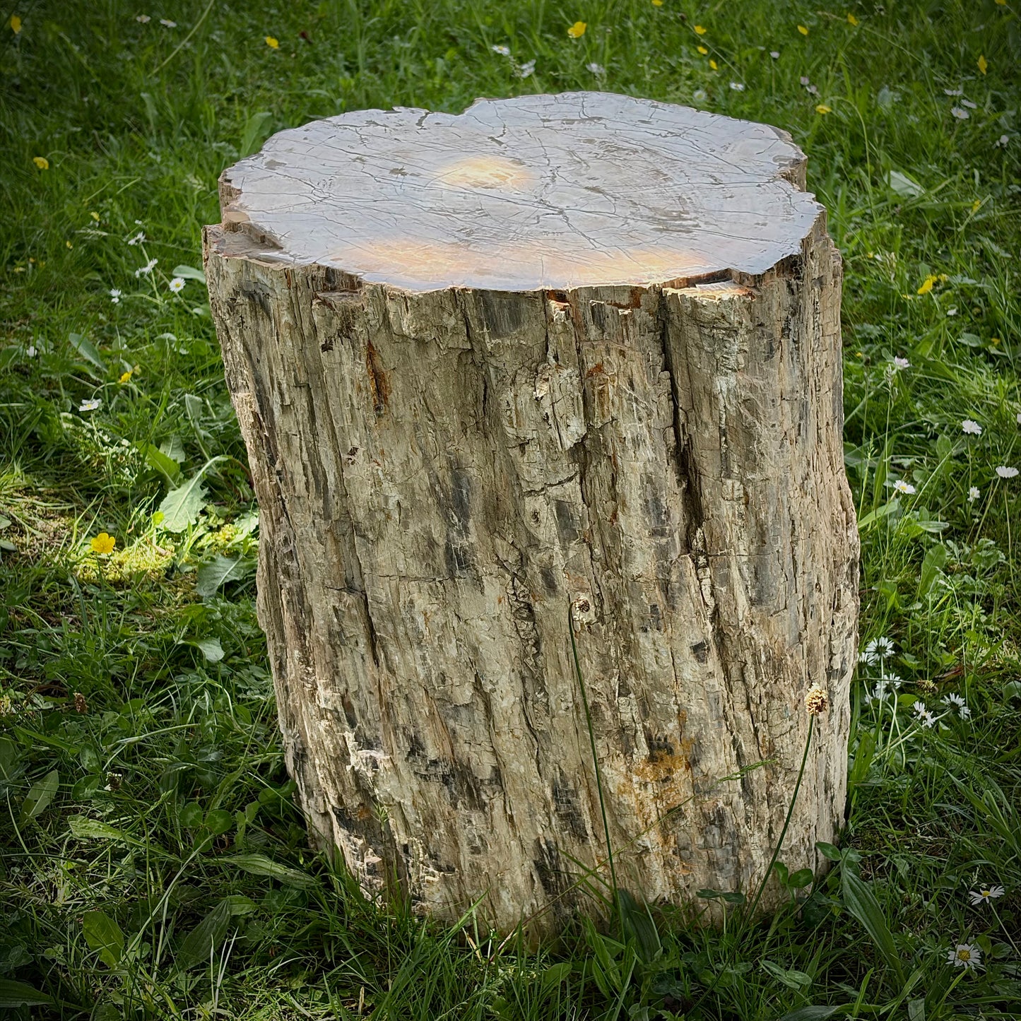 Extra large fossil wood garden display piece with natural organic form