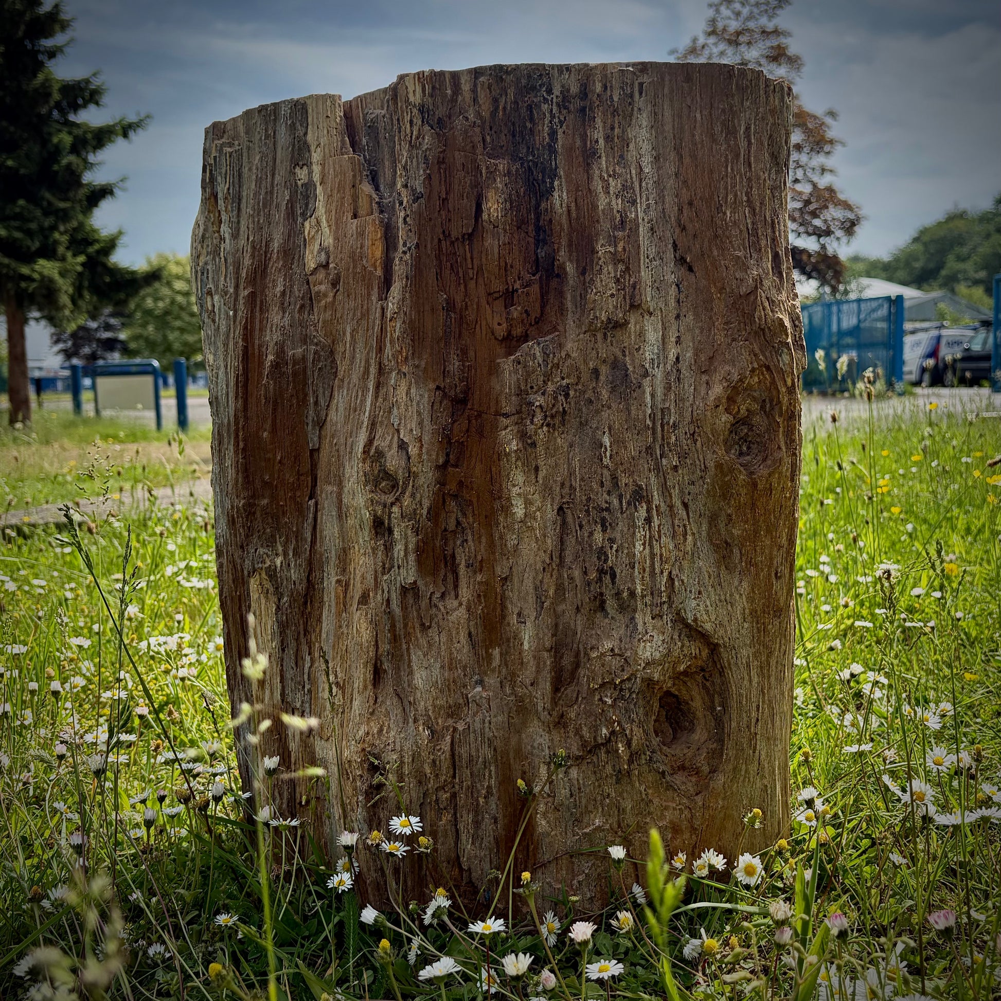 Extra large fossil wood interior display piece with natural earthy tones