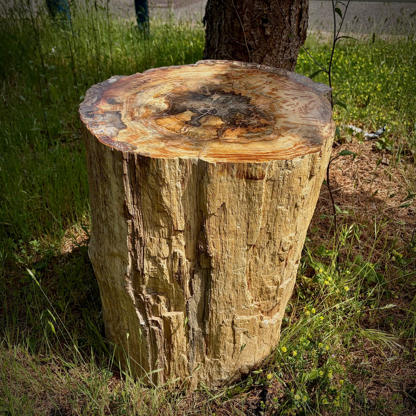 Extra large fossil wood patio décor piece for outdoor living spaces