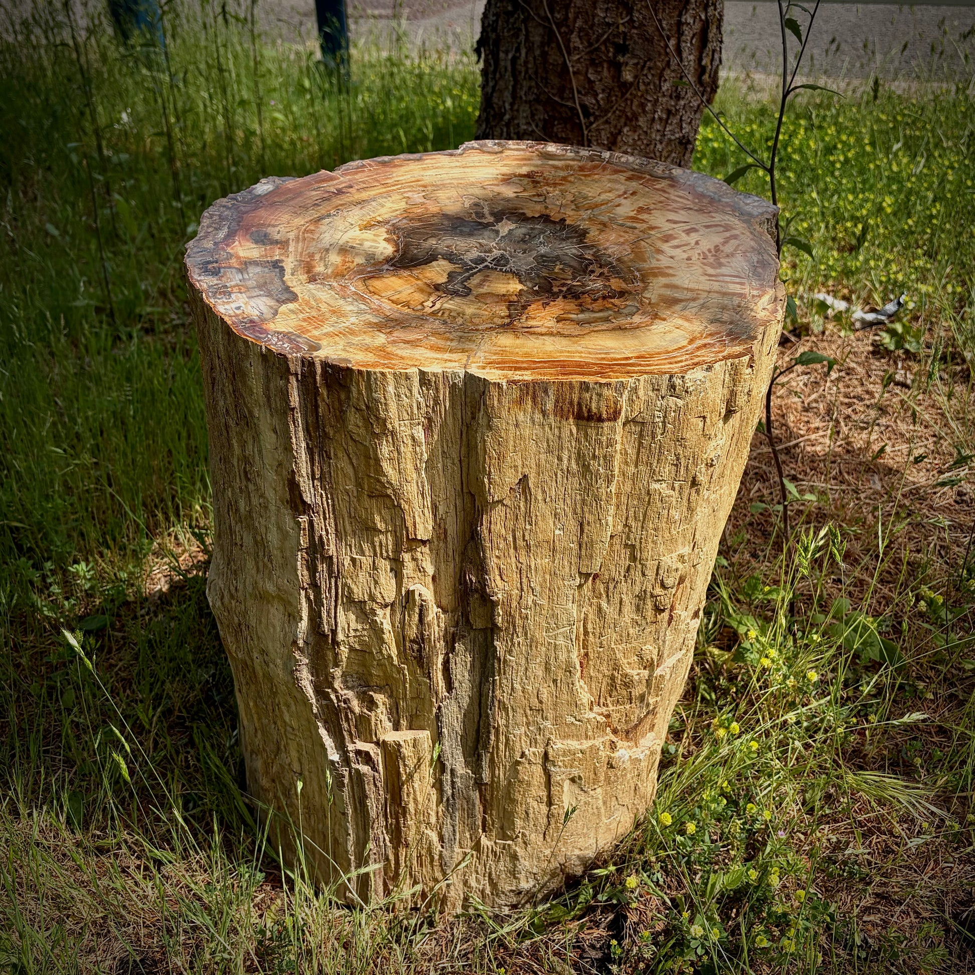 Extra large fossil wood patio décor piece for outdoor living spaces