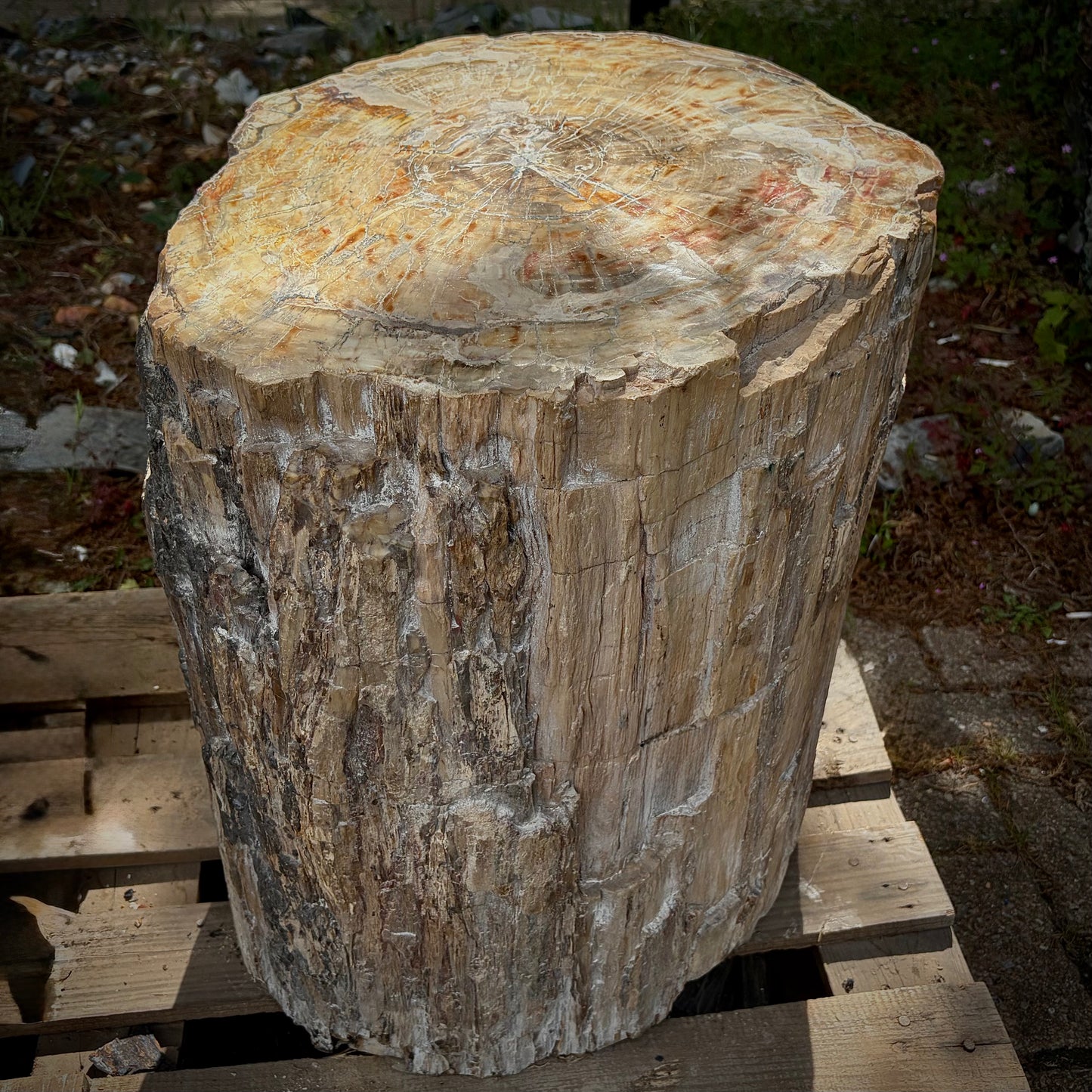 Extra large fossil wood rustic décor piece for indoor and outdoor spaces