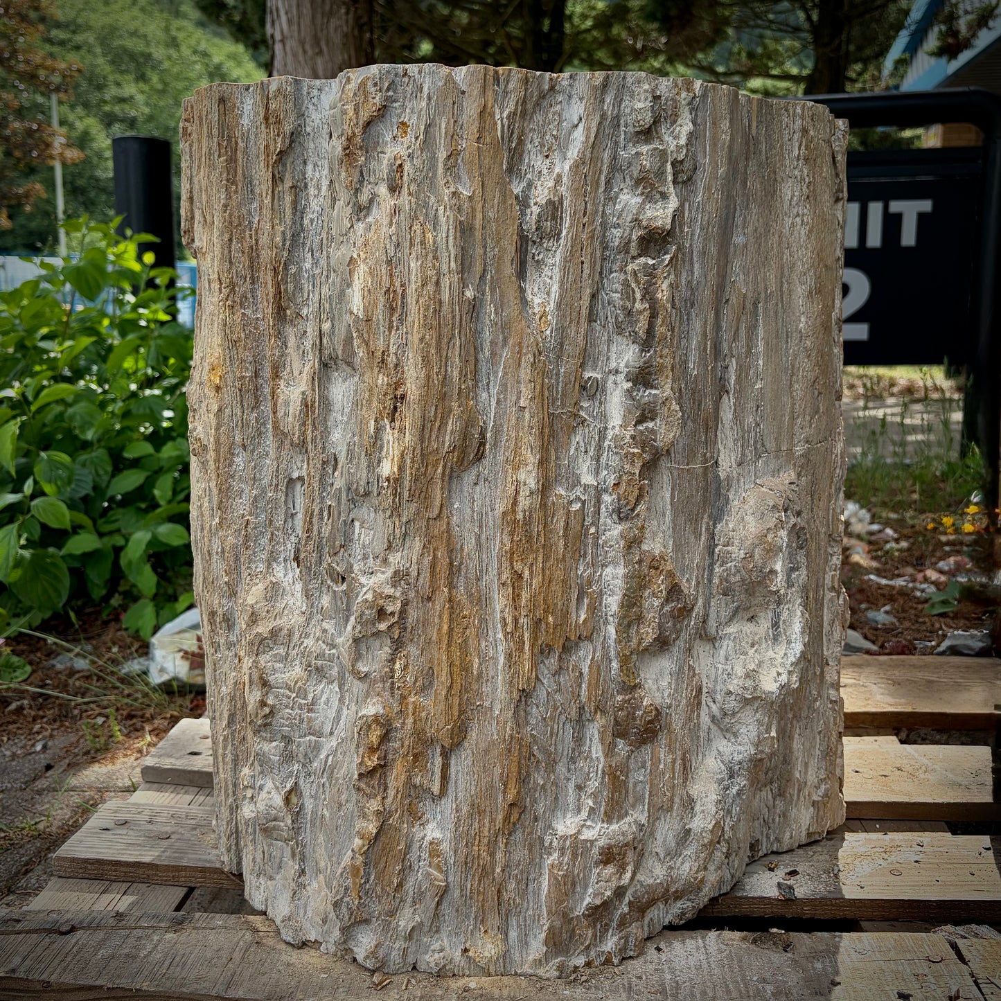 Extra large fossilised wood home décor piece with earthy natural character