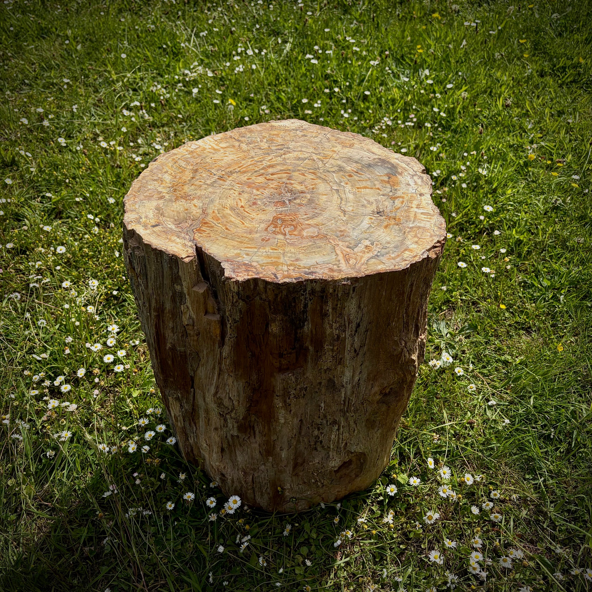 Extra large petrified wood feature stone for home or garden display
