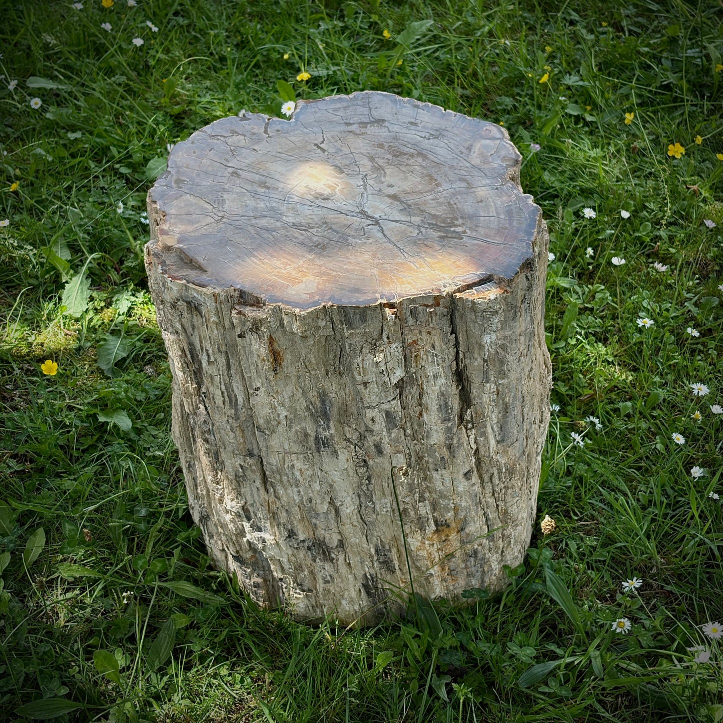 Extra large petrified wood landscaping stone for garden design and display