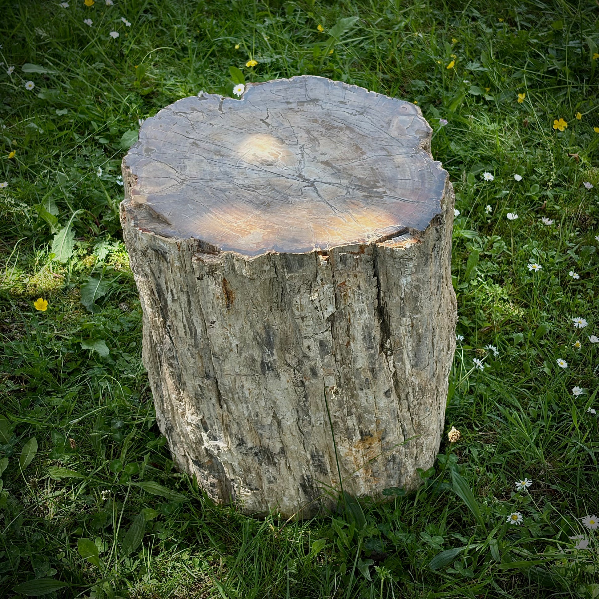 Extra large petrified wood landscaping stone for garden design and display