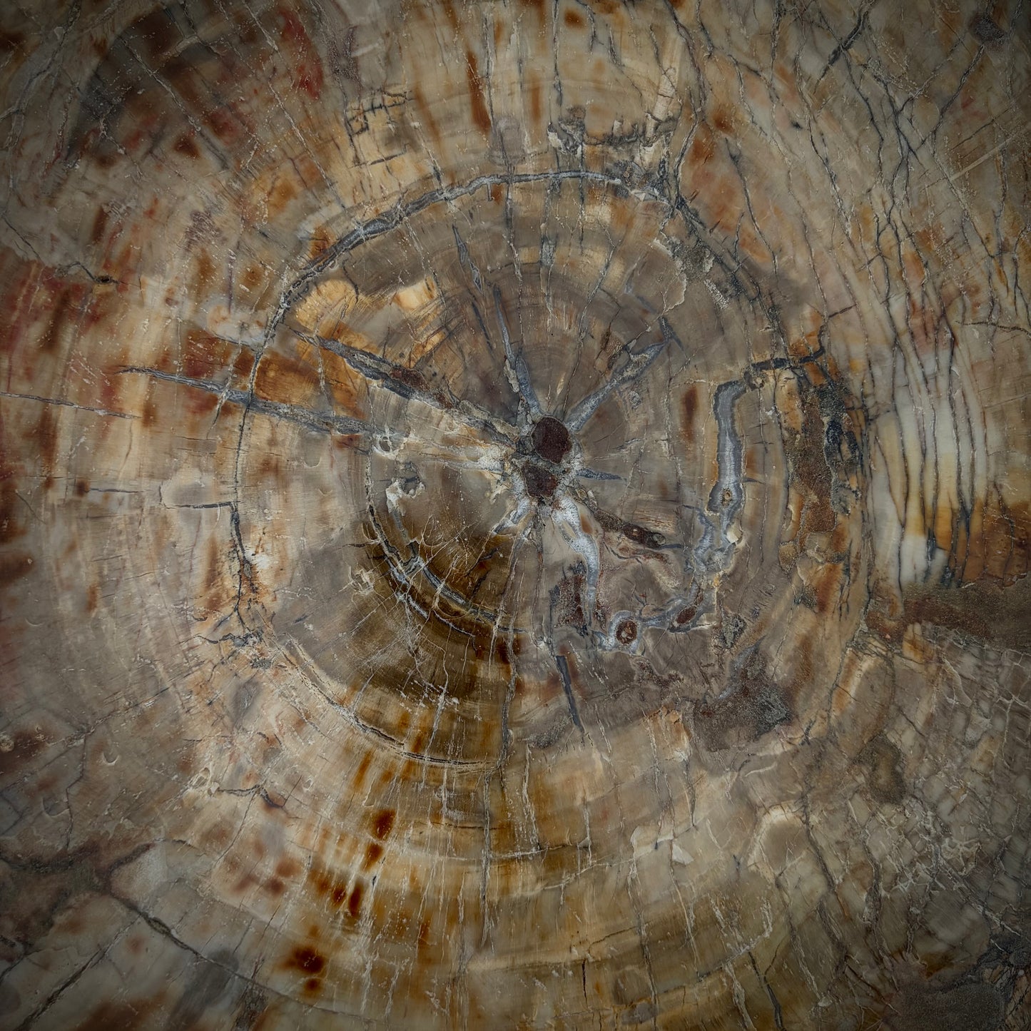 Extra large petrified wood outdoor feature for gardens, patios and terraces