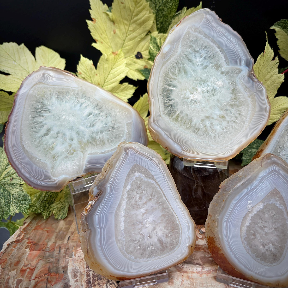 Five layered Agate crystal slices with distinctive natural banding