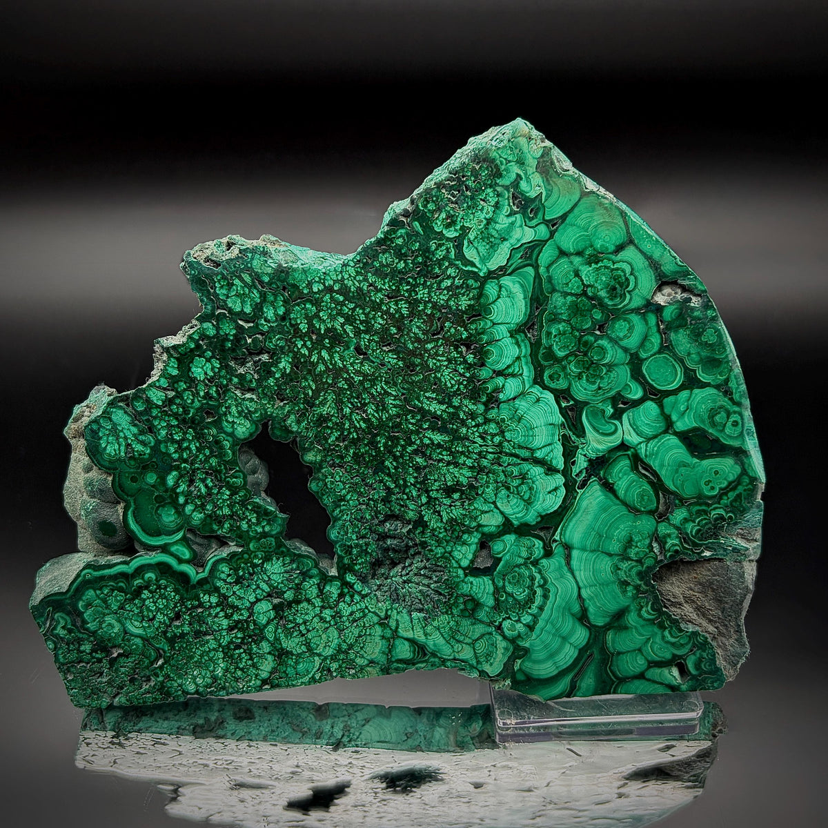 Polished DRC Malachite collector slice with intricate floral formations, rich green banding, natural cavities and exposed matrix.