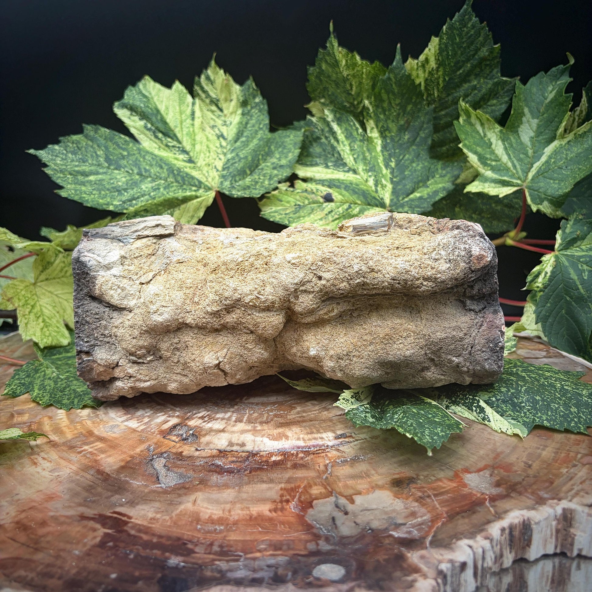 Fossil tree stump displayed as a statement object