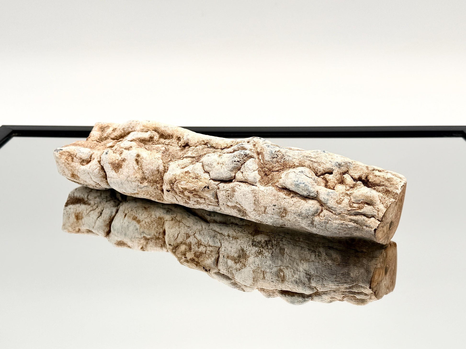 Natural fossil wood branch collector specimen