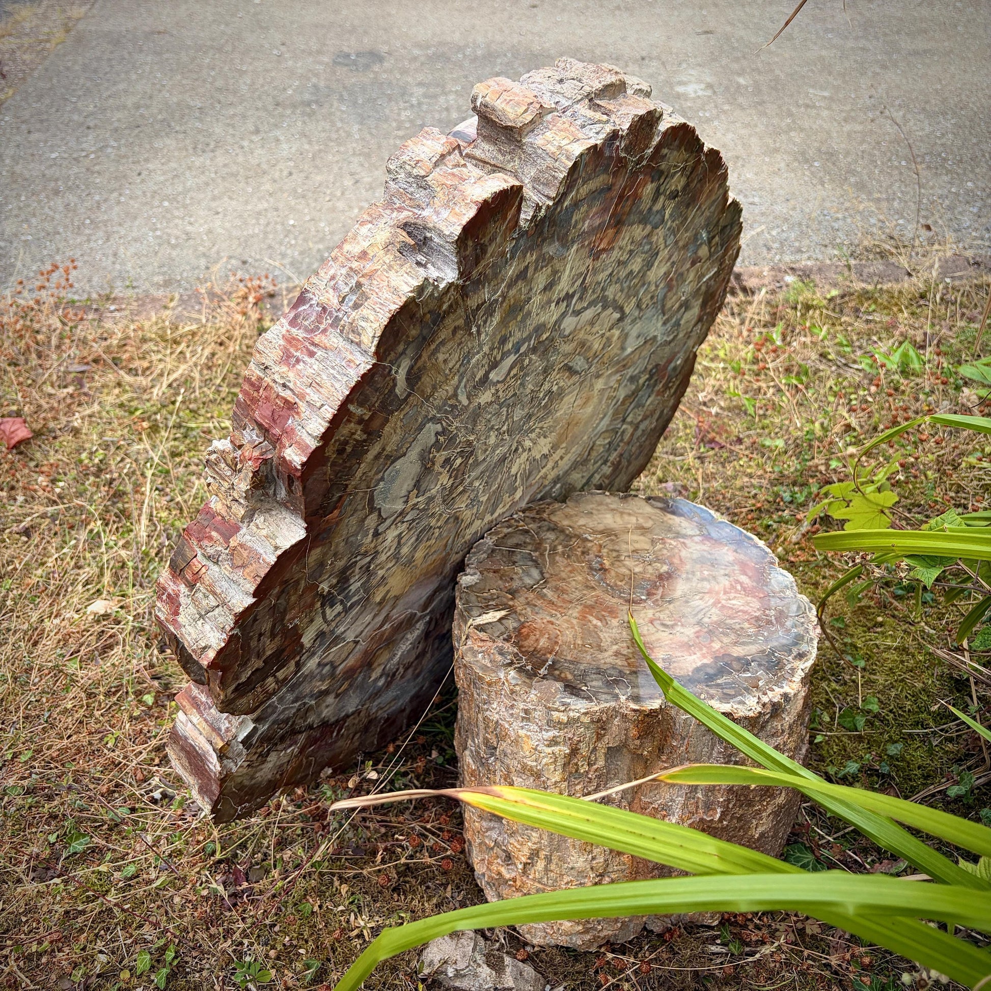 One-of-a-kind fossil wood carving featuring the Laughing Buddha