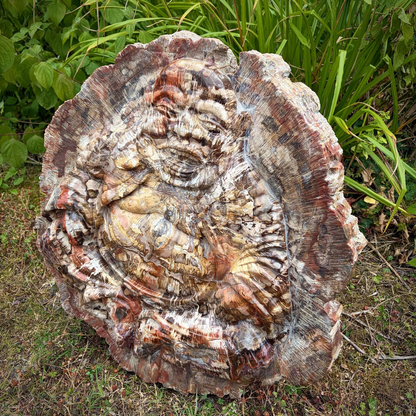Large fossil wood Buddha carving displaying natural wood grain