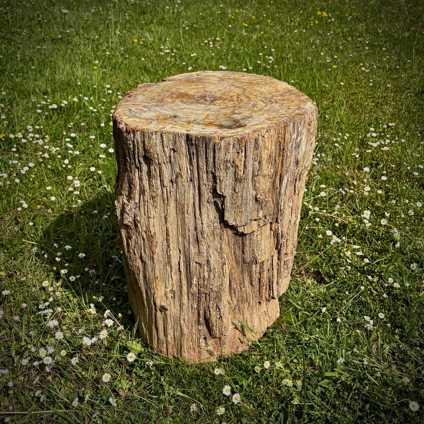 Large fossil wood garden ornament for natural outdoor décor and display