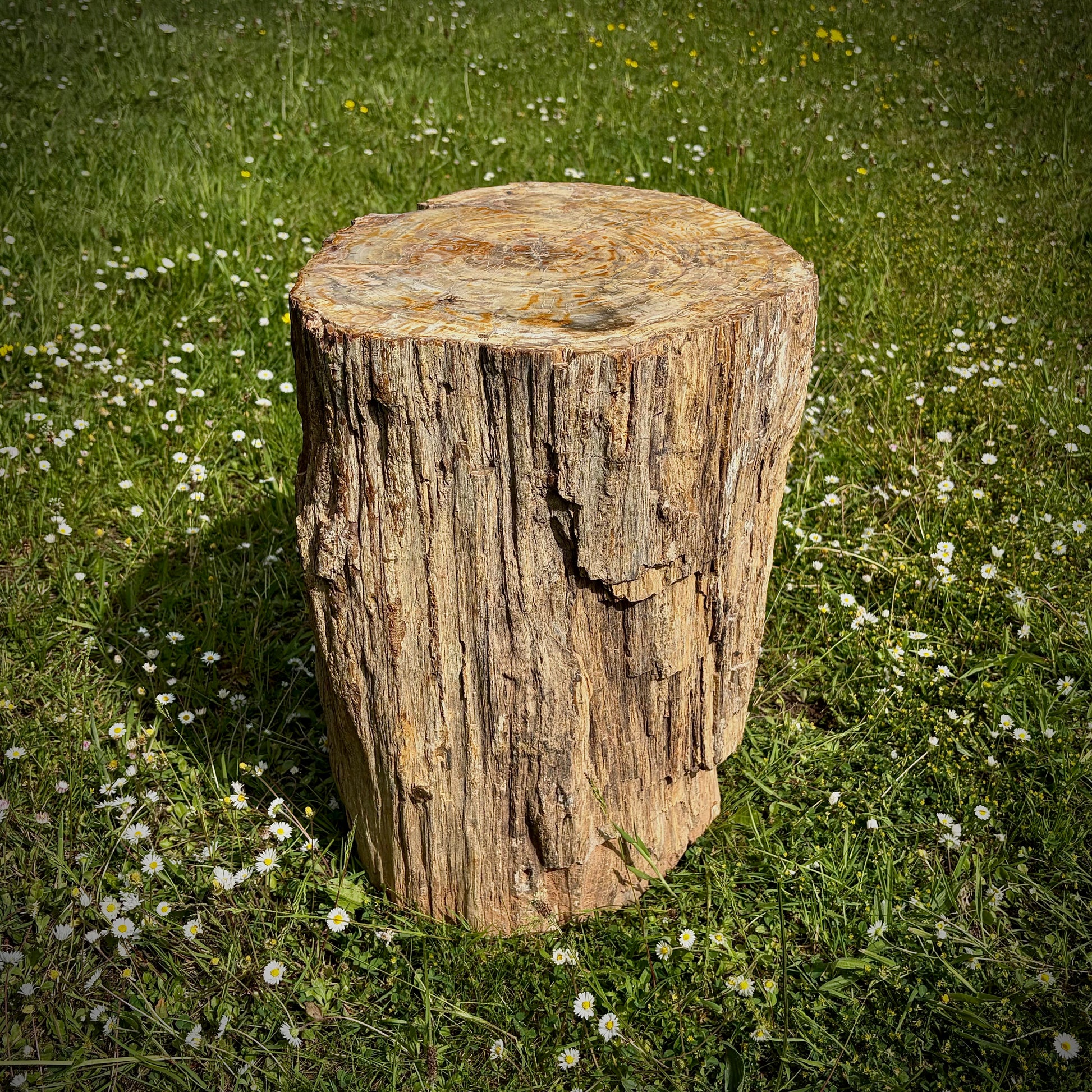 Large fossil wood garden ornament for natural outdoor décor and display