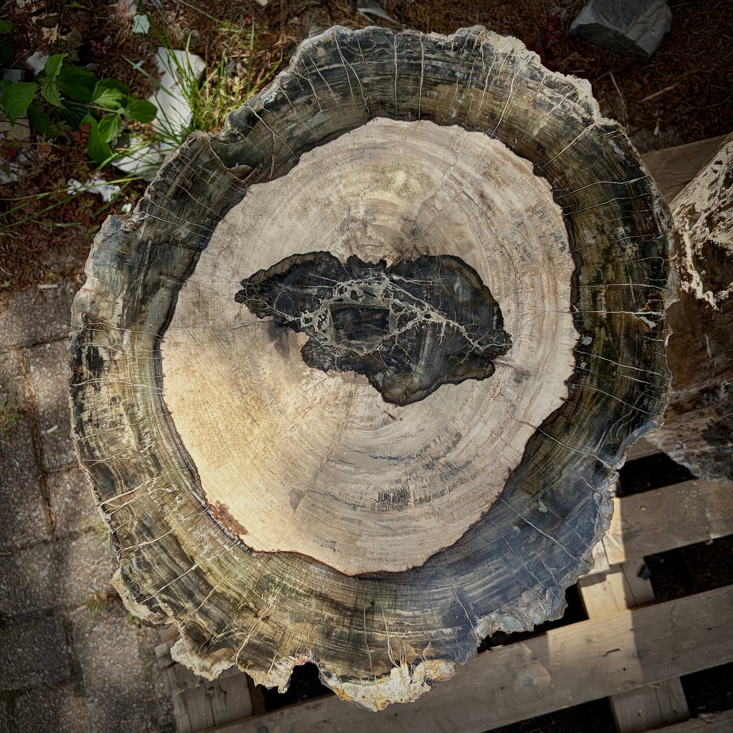 Large fossil wood outdoor décor piece for gardens, terraces and courtyards