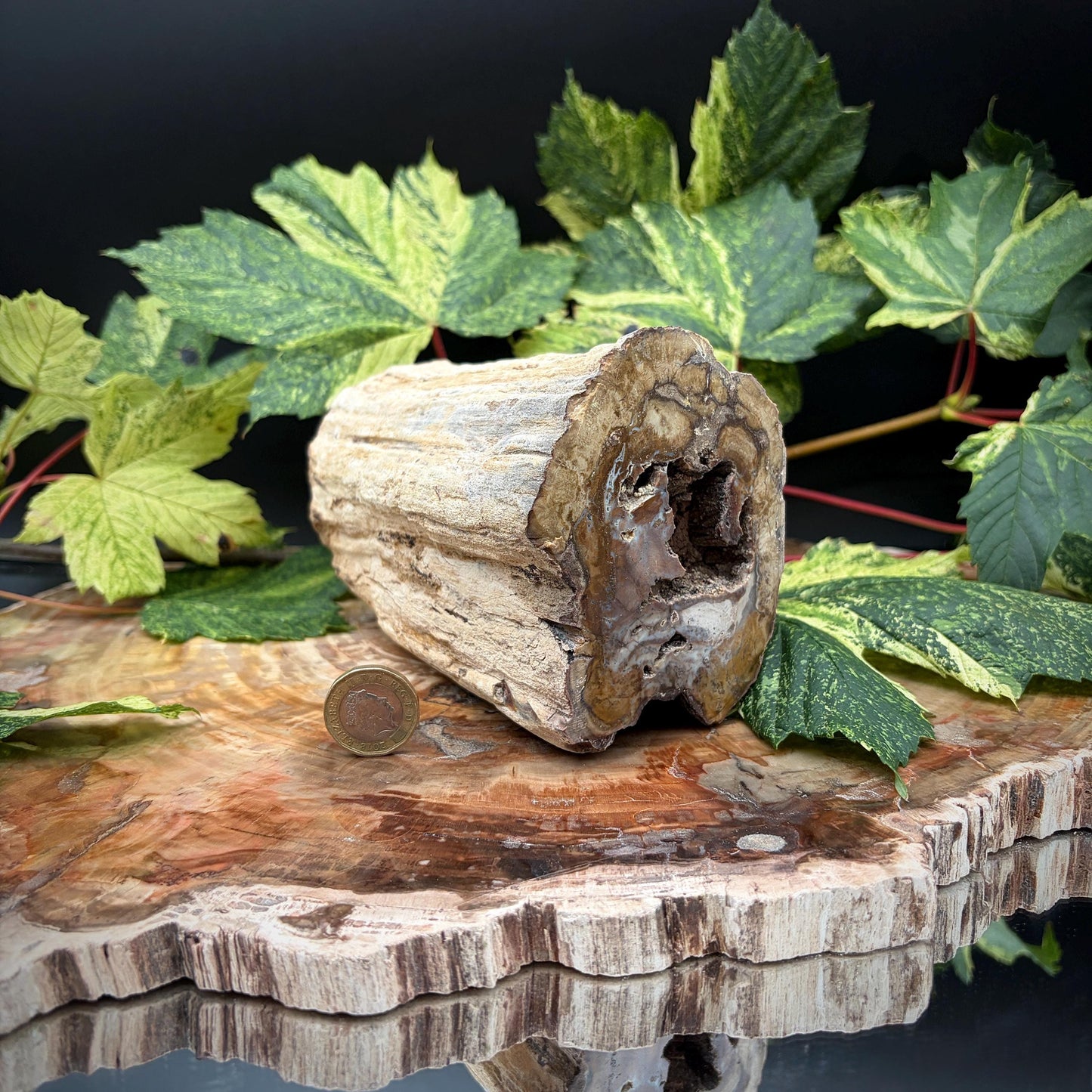 Natural fossil wood transformed into stone in Madagascar