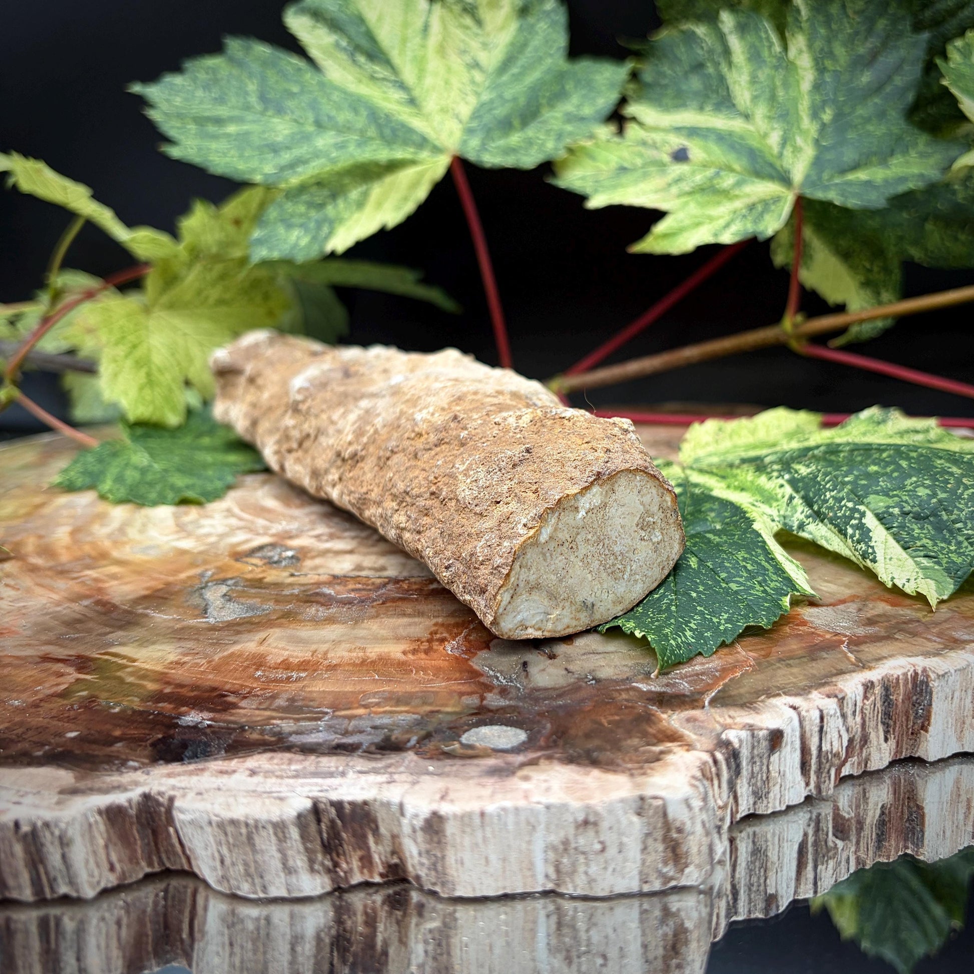 Fossil wood stump with polished top and natural textured sides