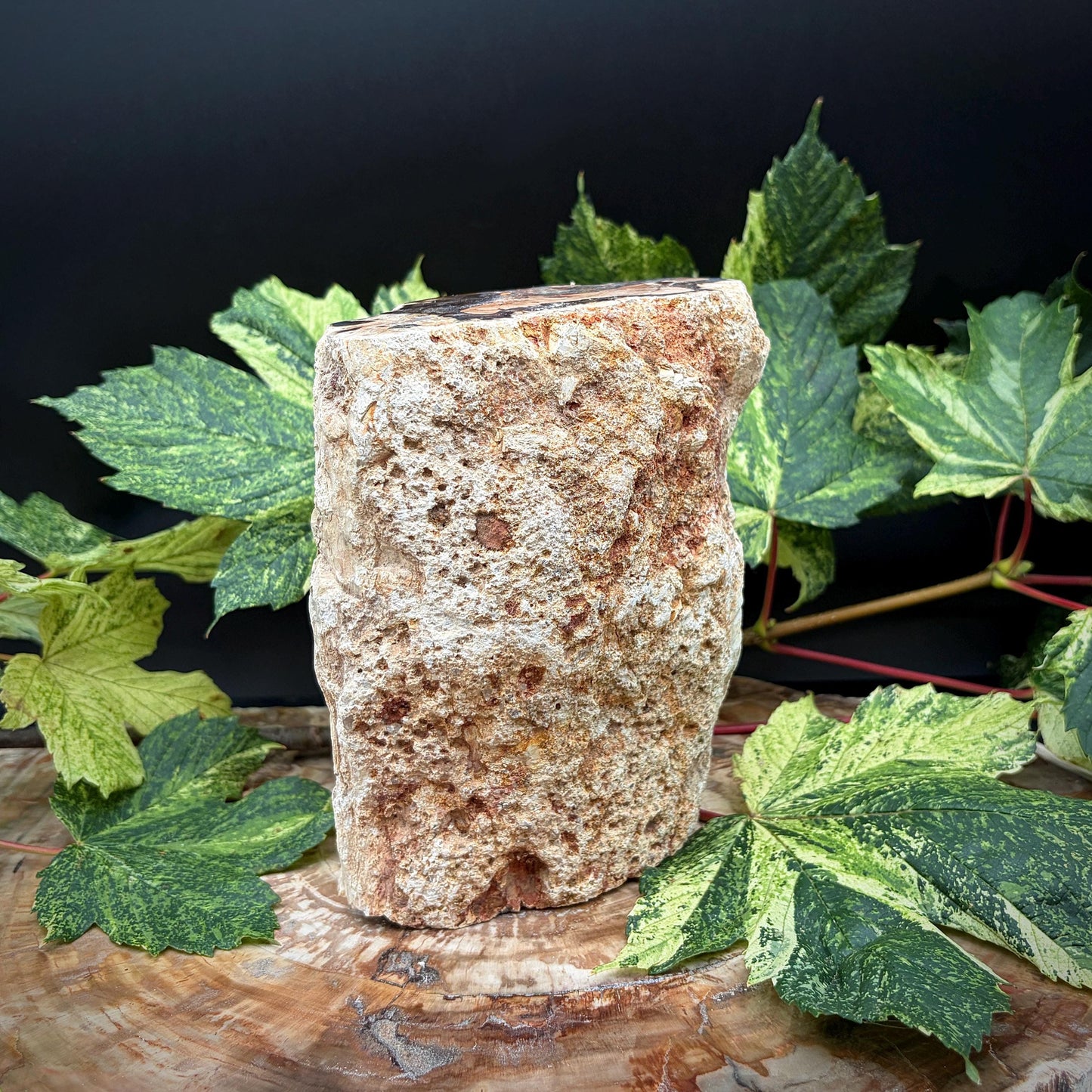 Sculptural fossil wood piece for home display