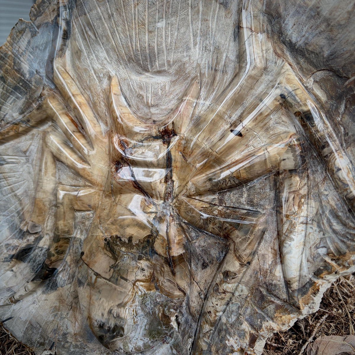 Natural fossil wood slice with intricately carved spider and distinctive mineral patterning.