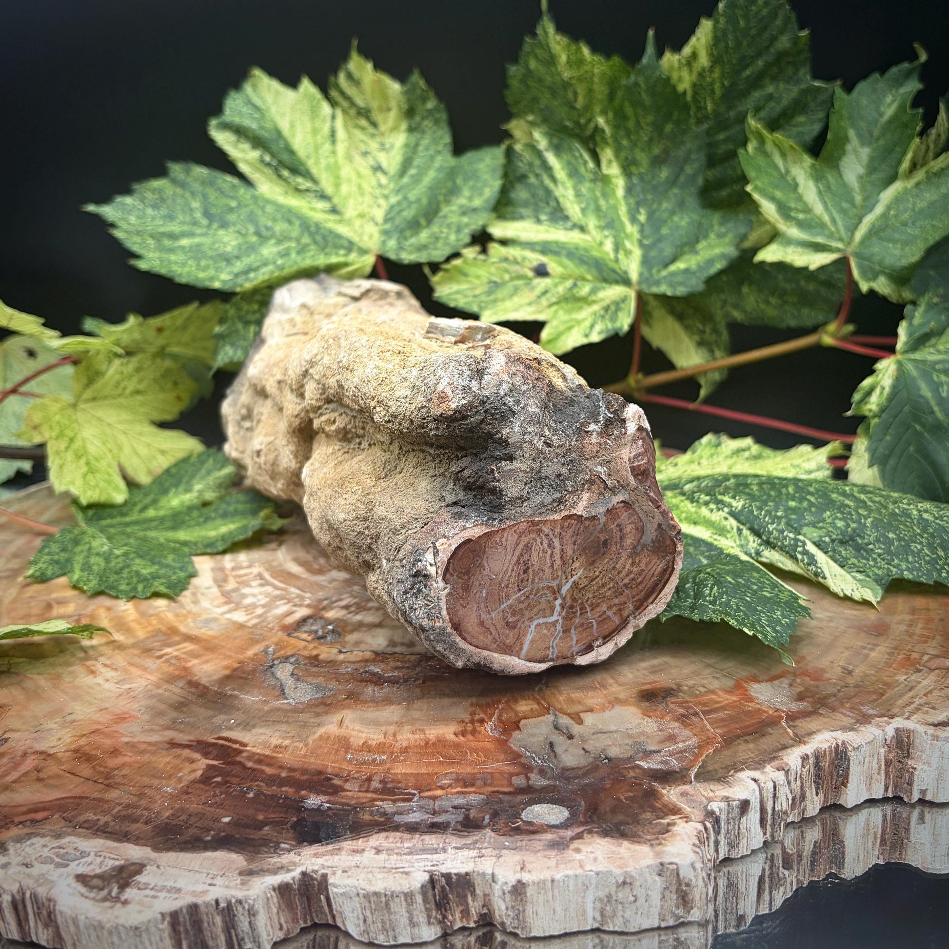 Fossil wood stump for curated interiors