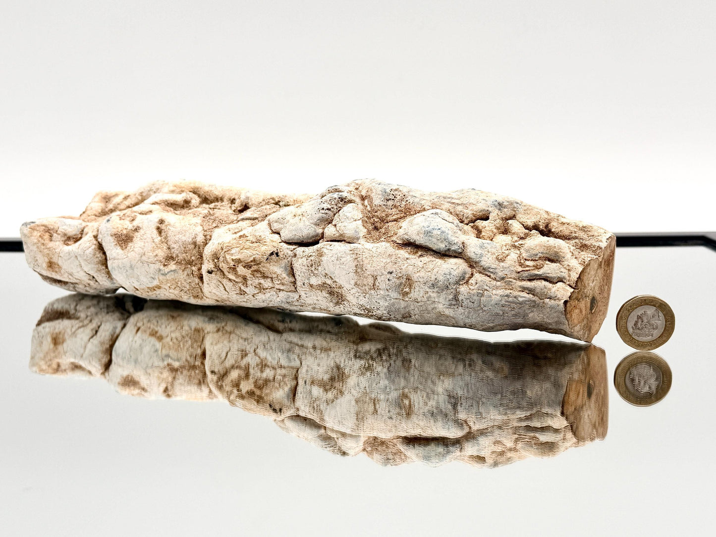 Fossil wood stump for mineral and fossil collectors