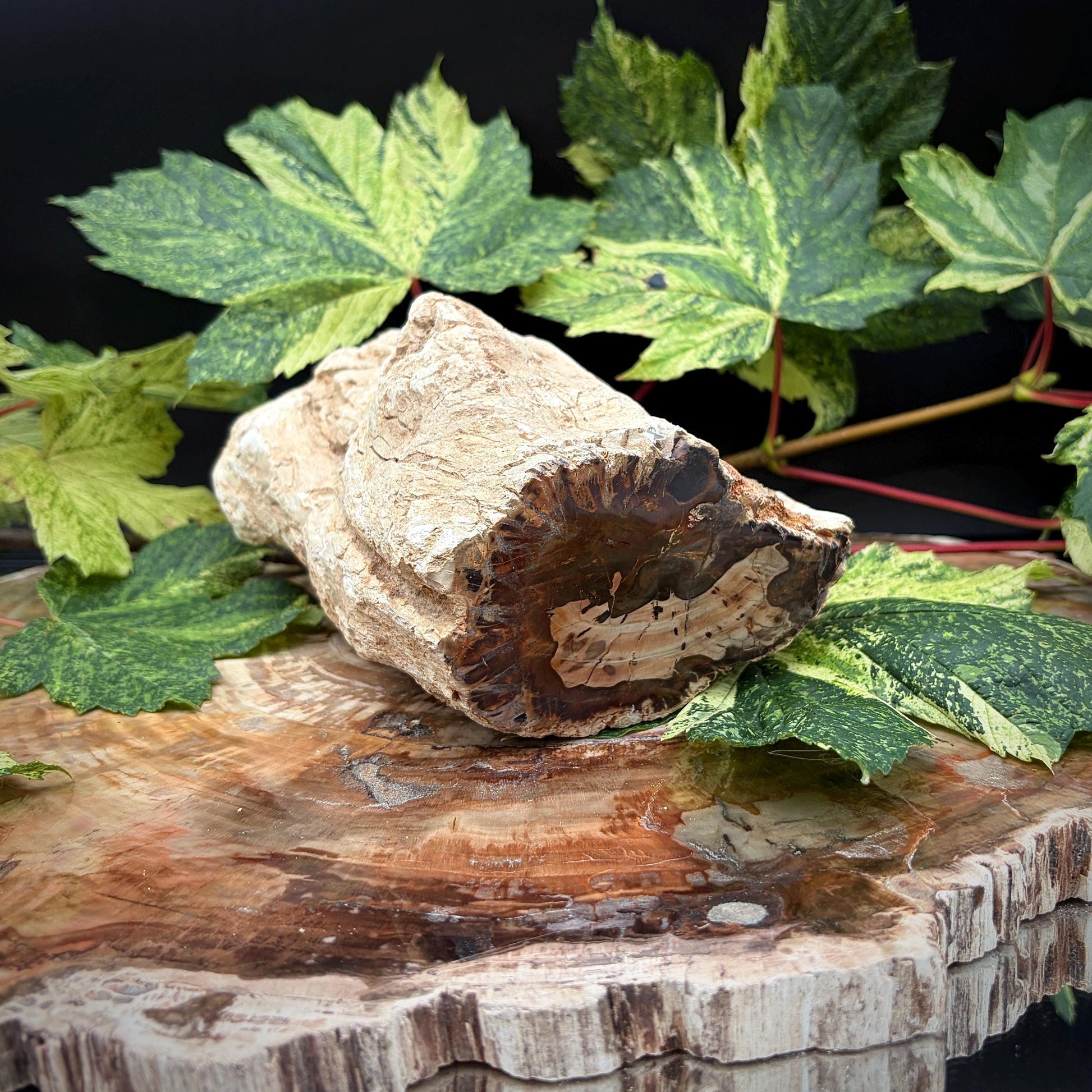 Petrified fossil wood stump for natural home interiors