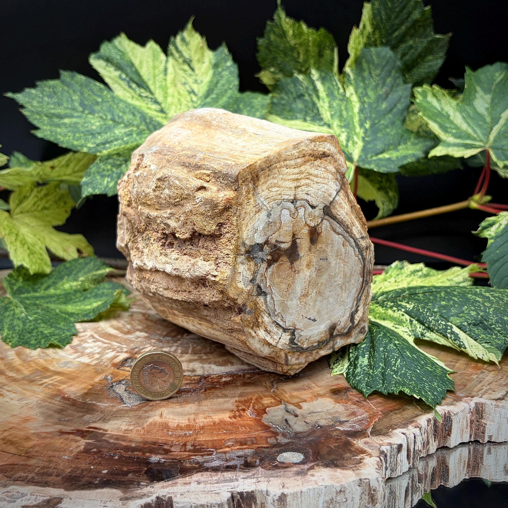 Fossil wood stump displayed as natural stone decor