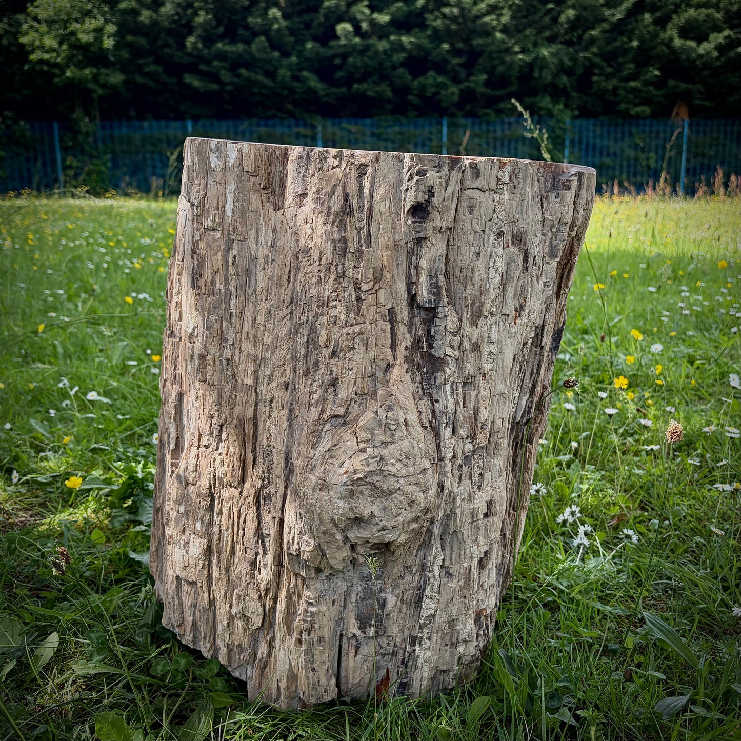 XL fossil wood display piece for natural home and garden decoration