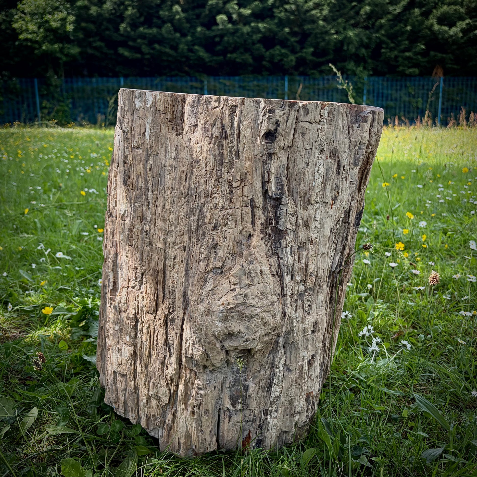 XL fossil wood display piece for natural home and garden decoration