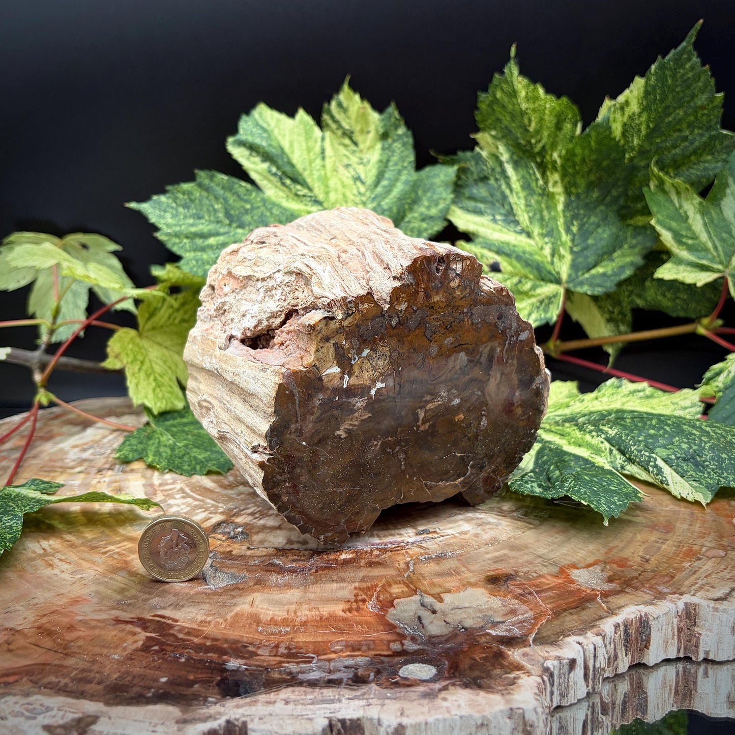 Fossilised tree stump geology display piece