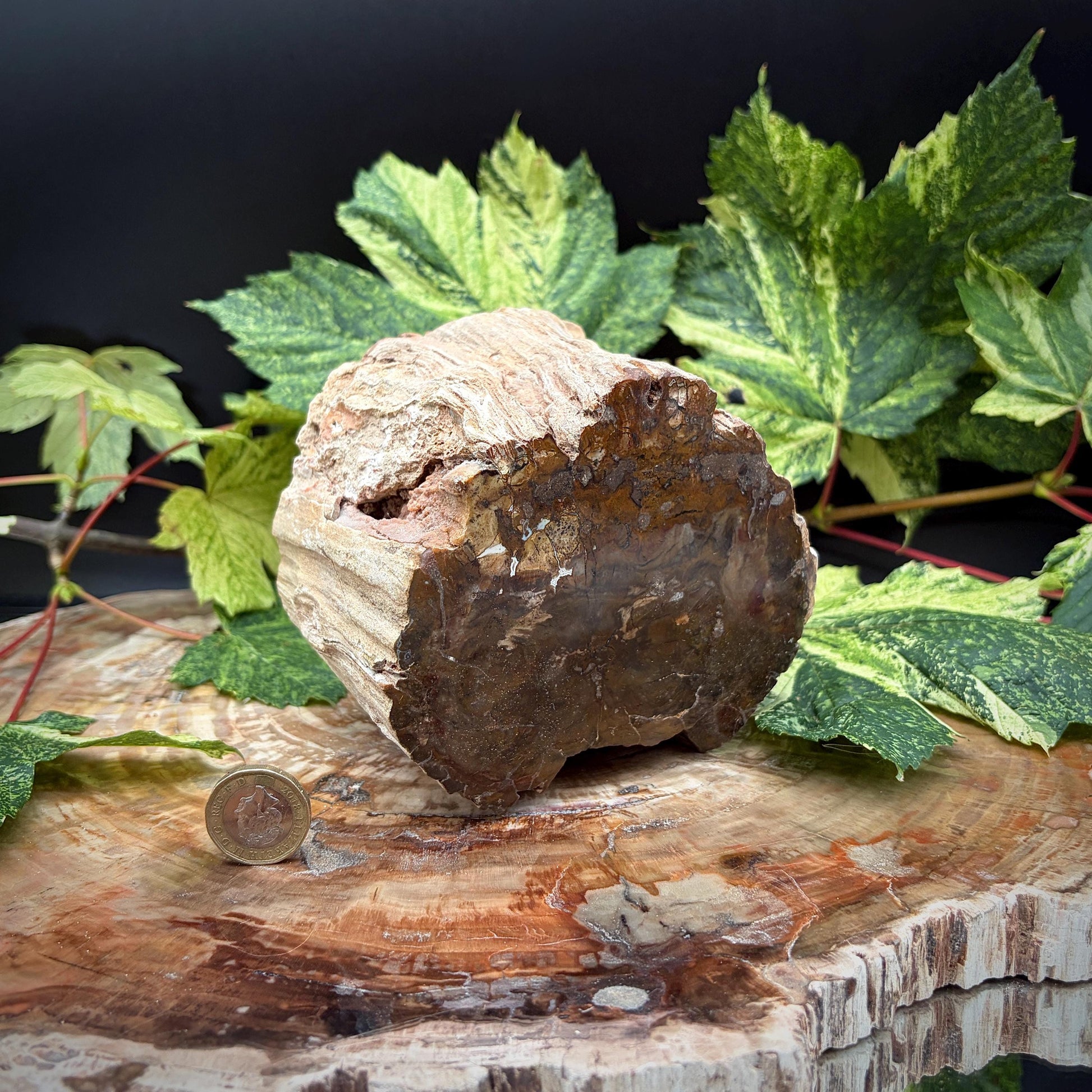 Fossilised tree stump geology display piece